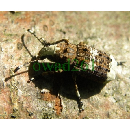 Platystomos albinus (Linnaeus, 1758) Kobielatka siwak